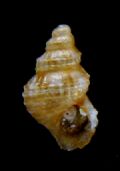 Alvania&nbsp;sororcula